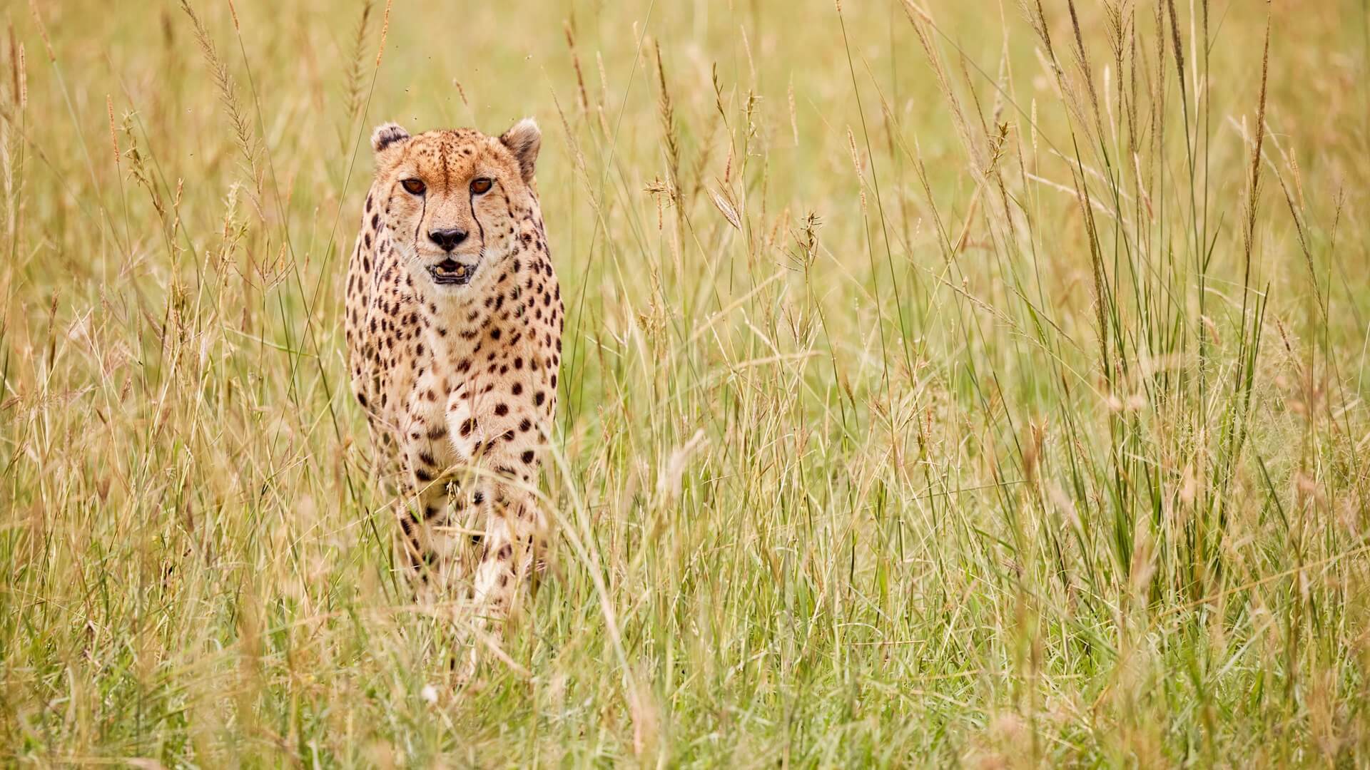 Ruaha