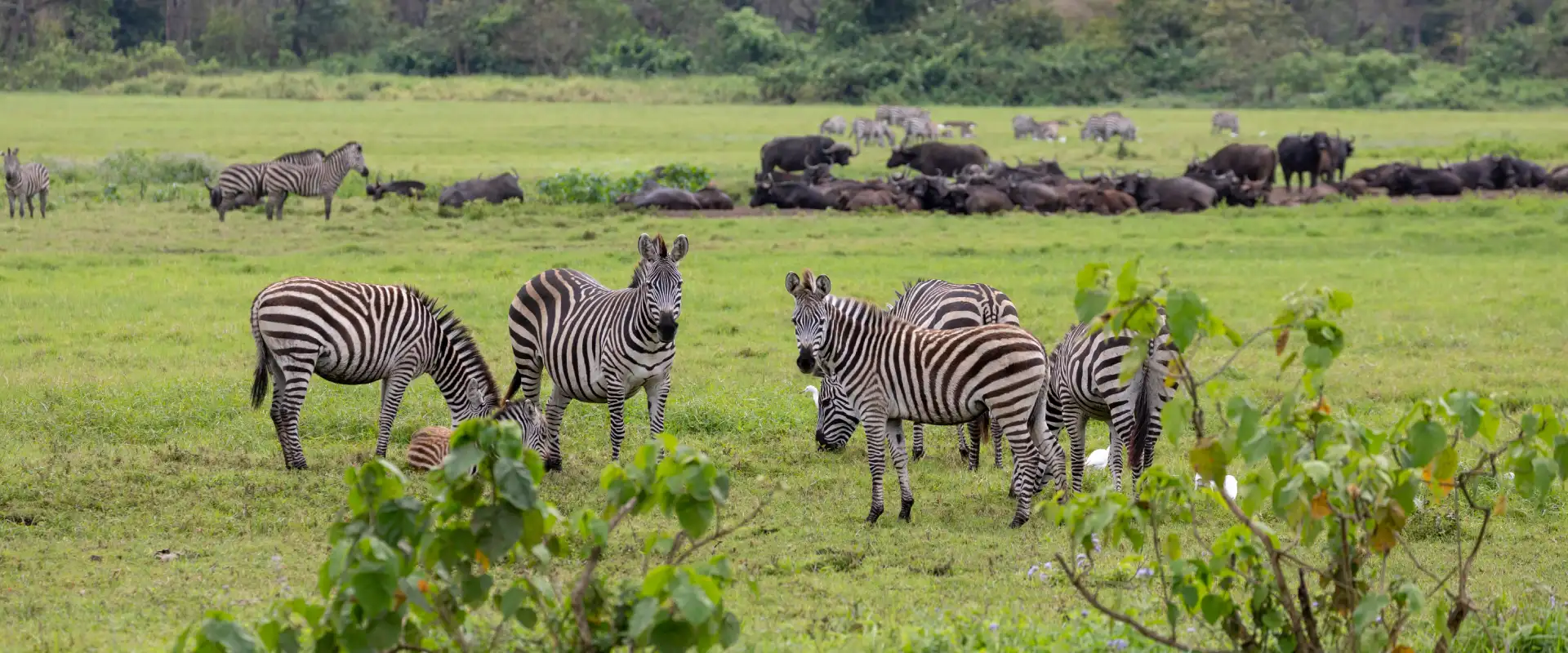 Wildlife