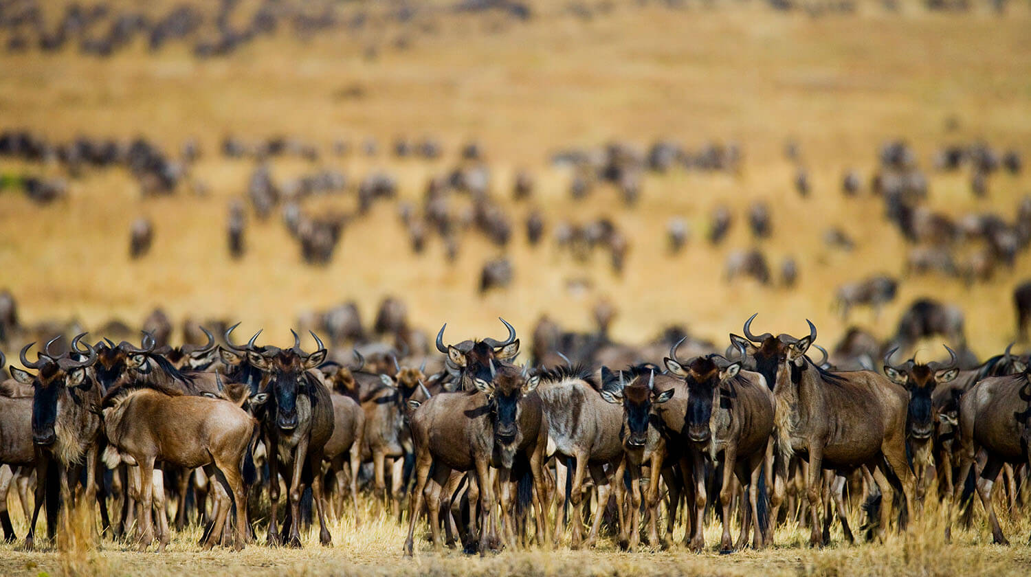 Great Migration