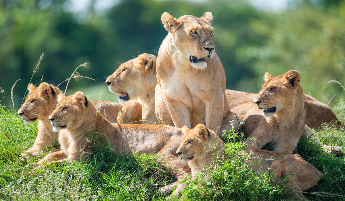 Tanzania Safari